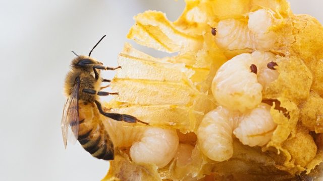 Synergy between Varroa mites and the neonicotinoid insecticide imidacloprid increases bee mortality and effects on the gut microbiome.
