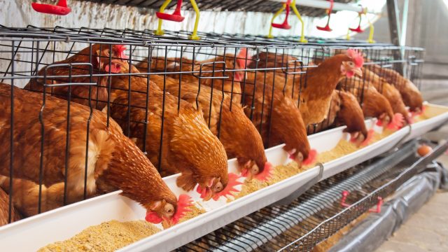 Glyphosate residues in feed adversely impact avian species, particularly those in poultry production, as shown in a review of literature.