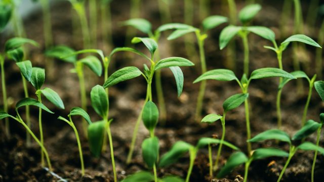 A study finds that “organic farming equals conventional yield under irrigation and enhances seed quality in drought, aiding food security.” A study finds that “organic farming equals conventional yield under irrigation and enhances seed quality in drought, aiding food security.”