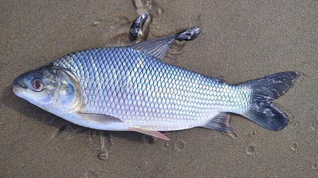 A recent study on native fish species finds that “chronic pesticide exposure alters metabolism and impairs fish growth and health." Featured Image Credit: dariocrosa from iNaturalist, CC0 1.0 Universal Public Domain Dedication, via Wikimedia Commons.