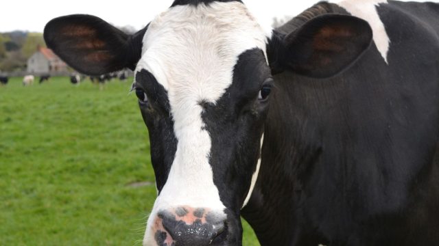 With the reintroduction of legislation in July to support organic dairy production, Beyond Pesticides is calling on the public to support small farms.