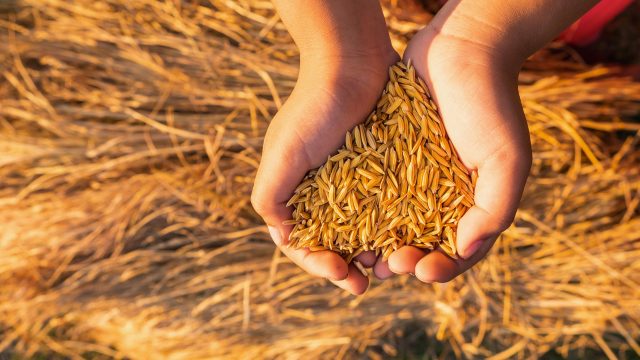 A study finds organic rice paddies have greater ecosystem biodiversity than their chemical-intensive counterparts. A study finds organic rice paddies have greater ecosystem biodiversity than their chemical-intensive counterparts.