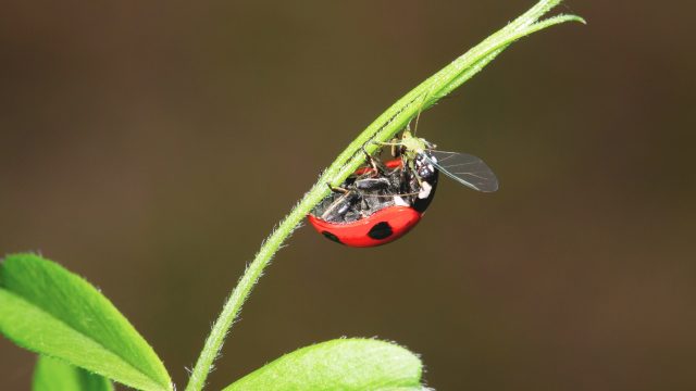 Pesticide mixtures impact ecosystems with deleterious effects throughout trophic levels, impacting ecosystem functioning and biodiversity. Pesticide mixtures impact ecosystems with deleterious effects throughout trophic levels, impacting ecosystem functioning and biodiversity.