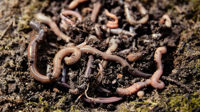 Earthworms are vital for ecosystem services and overall soil health but are threatened by fluorinated pesticide exposure.