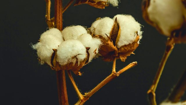 A study published in European Journal of Agronomy, based on a 16-year, long-term experiment (LTE), finds that organic crops (cotton production with wheat and soybean rotations) in tropical climates are competitive with chemical-intensive (conventional) systems when evaluating systems resilience (to weather and insect resistance), input costs, and profitability. A study published in European Journal of Agronomy, based on a 16-year, long-term experiment (LTE), finds that organic crops (cotton production with wheat and soybean rotations) in tropical climates are competitive with chemical-intensive (conventional) systems when evaluating systems resilience (to weather and insect resistance), input costs, and profitability.