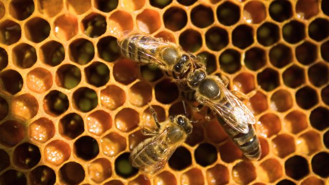 Thiamethoxam, a neonicotinoid insecticide, poses a threat to honey bee queens and drones, causing sublethal effects with exposure.