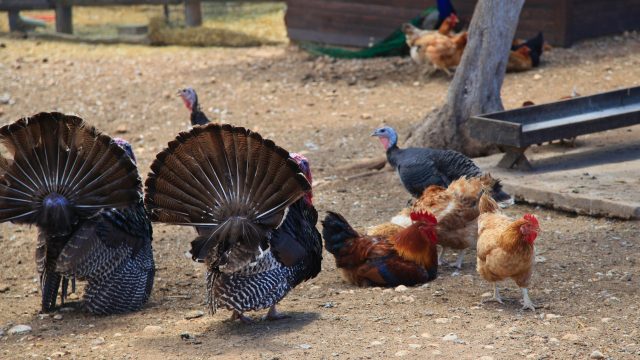 Researchers detected PFAS, heavy metals, pesticide metabolites, and pharmaceuticals in noncommercial backyard eggs laid in Greece.