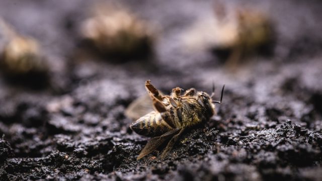 A review of neonicotinoid-related actions in EU, Canada, and U.S. highlights the need for the widespread adoption of organic land management.
