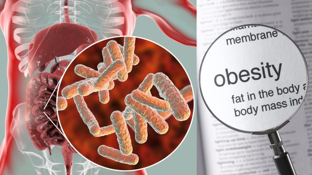 Studies find the widely used insecticide, permethrin, disrupts the balance of gut microbiota and leads to obesity.