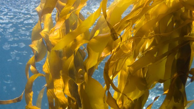 Water contaminated with pesticides threatens aquatic ecosystem functioning and biodiversity, as highlighted by a study of seaweed. Water contaminated with pesticides threatens aquatic ecosystem functioning and biodiversity, as highlighted by a study of seaweed.