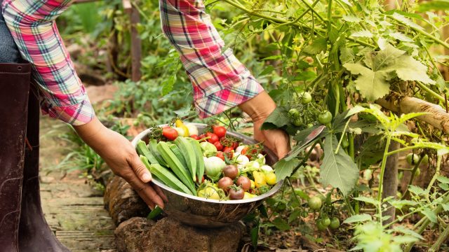 This year marks an advancement of various state-level neonicotinoid laws and regulations, including in Maine, Vermont, and Connecticut.