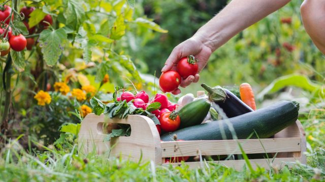 A recent study shows pesticide exposure, tracked through silicone wristbands, is lower in organic farmers than other groups.