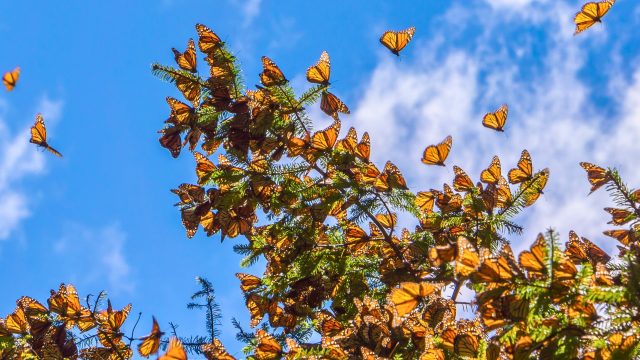 A new report reveals widespread pesticide residues in the host plants of pollinators found in urban green spaces in California and New Mexico.