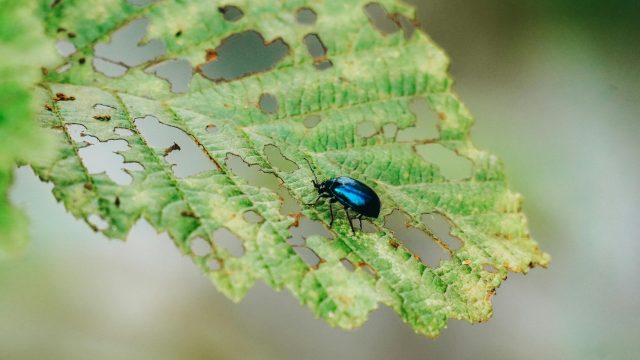 Bats provide many ecosystem services, including biological control of insects that can damage crops and impact productivity.