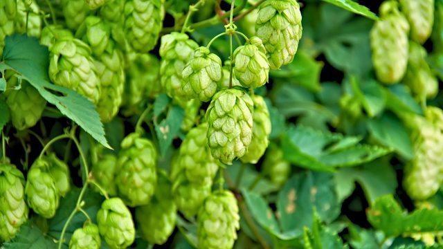 Environmental health advocates and farmers are raising a glass to the expansion of hop production to help boost the viability of organic-certified products.