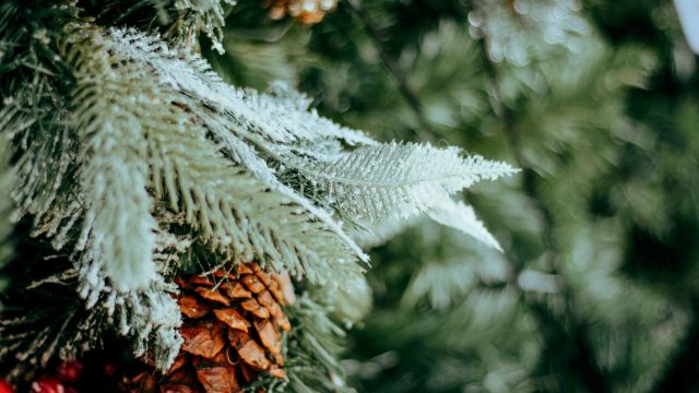 While still the exception rather than the norm, Christmas tree farmers across the U.S. are transitioning toward that organically managed systems.