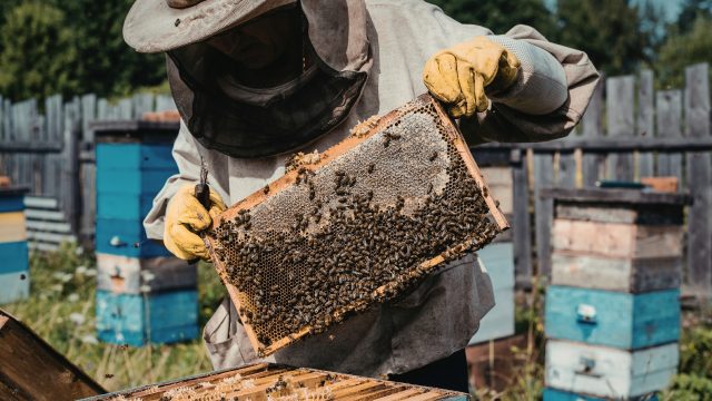 A citizen science-led study reports widespread and pervasive pesticide contamination collected from beehive monitoring across the European Union.