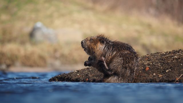 In a recent study published by the British Ecological Society, researchers found that the bat species benefit from ecosystem services provided by beavers.