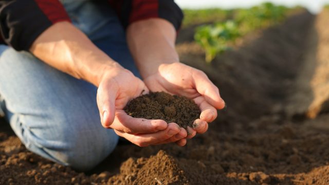 Healthy soil biodiversity provides crucial services. Pesticide residues in soil disrupt this biodiversity, affecting ecosystem functioning.