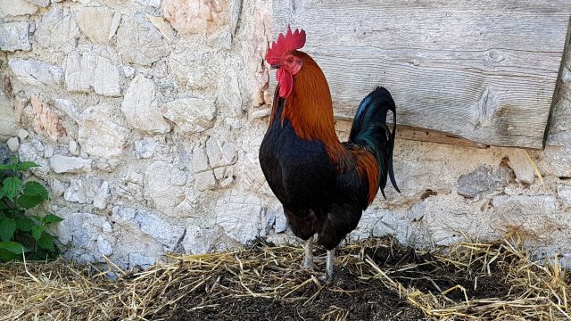 Poultry feed contaminated with pesticide mixtures, even at levels below regulation, causes adverse reproductive effects in roosters.