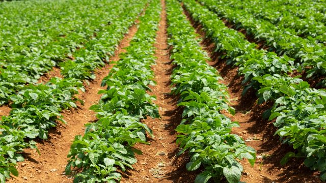 Adding to a wide body of science, a new study finds organic farming systems provide many environmental benefits, as well as profitability.