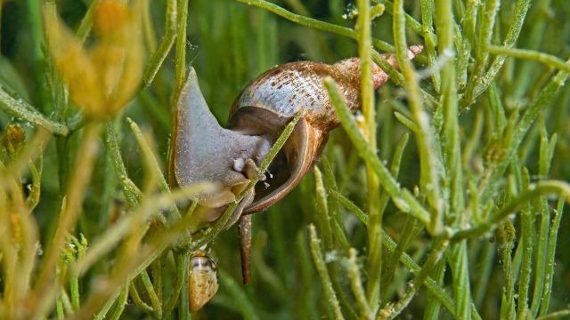 In a study of small water bodies in Germany, pesticide contamination causes adverse effects to aquatic plants and invertebrates.