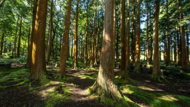 Testing shows an herbicide product used on public lands contains PFAS, a group of chemicals with high persistence and health risks.