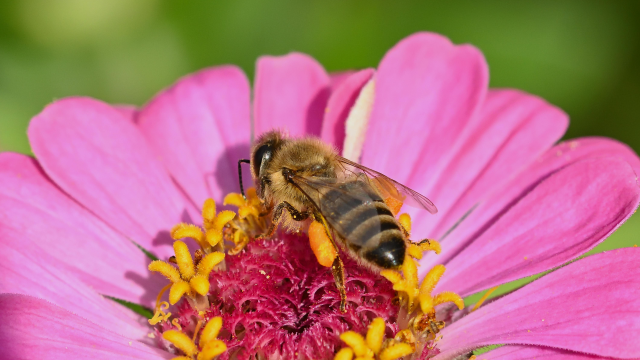 Researchers in Germany and Brazil find that there is a positive correlation between organic agriculture and indicators of improved pollinator health.