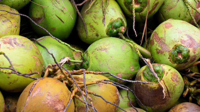 A study finds that organically managed coconut farms significantly improve soil health markers when compared with chemical-intensive plantations.