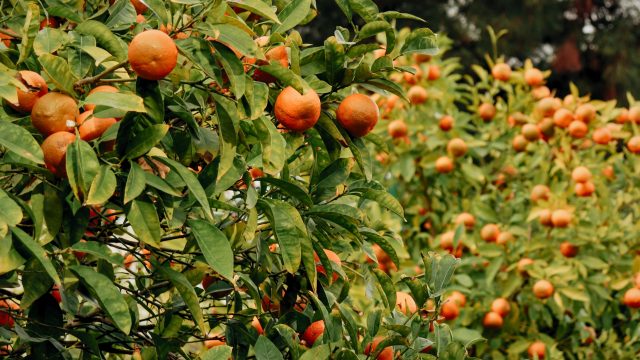 Research published in Microbiological Research finds that organic farming enhances microbial diversity in citrus orchard soil systems, both in terms of nutrient cycling and aiding in the development of more complex microbial networks pivotal to biodiversity. This comes as no surprise to organic, public health, and biodiversity advocates who have tracked the scientific literature on soil health and human health benefits of organic land management systems.