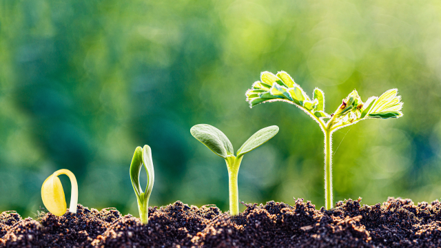 Research determines that long-term organic management enhances various soil health indicators to a greater degree than conventionally managed systems.