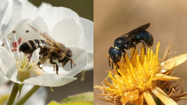 Threats to pollinators from oxidative stress are lowest in organically managed systems, as show in a study of two bee species.