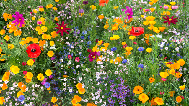 In a perspective analysis researchers point out the growing availability of organic-compatible bioherbicides as an opportunity.