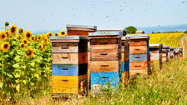 In a new study, researchers detected 15 currently used pesticides (CUPs) in the pollen of beehives in the environment.