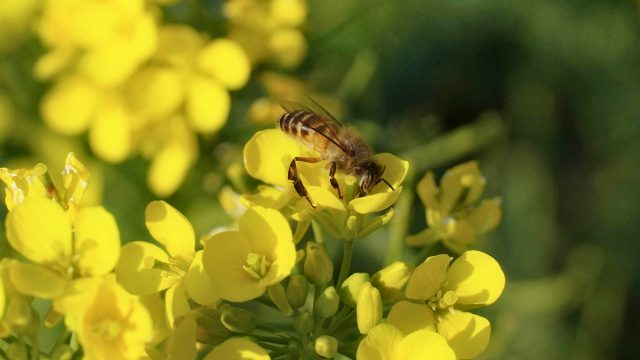 Insecticides considered high and low toxicity both impact the gut microbiome of honey bees, threatening species survival.