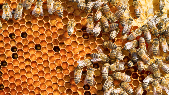 In a study on pesticide active ingredients with product formulations, researchers find the full formulation to be generally more toxic to honeybee larvae.