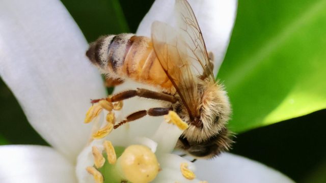During Pollinator Week (June 22-26), take daily action to protect all pollinators (big and small) with organic practices!