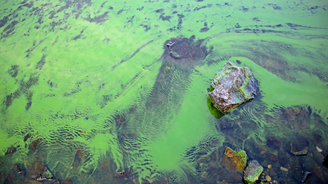 Researchers in Brazil determine that the cumulative toxicity of acetamiprid and cyanobacteria has a synergistic effect on the health of aquatic water fleas.