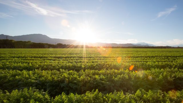 Fludioxonil and the breakdown products created as it degrades in the environment cause oxidative stress, as shown in a new scientific review.