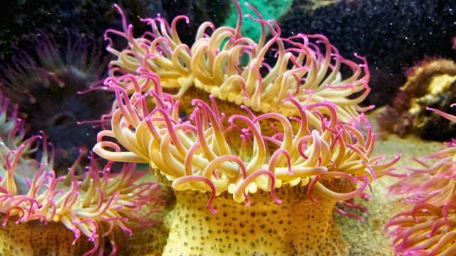 Researchers at the U.S. Geological Survey and Portland and Oregon State Universities found pesticides impact reproductive organ development in sea anemones.