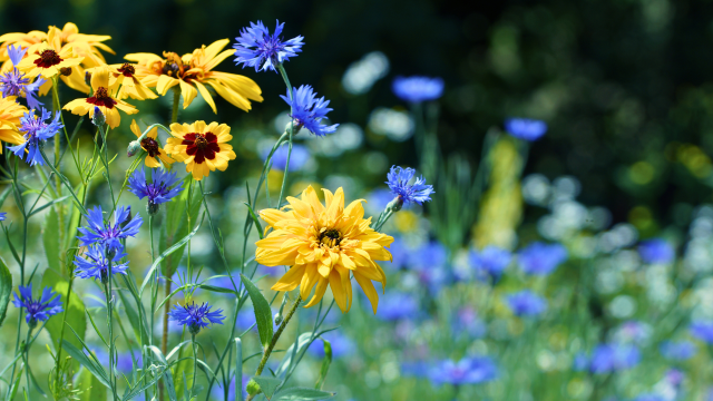 Researchers in Germany determine that flower strips and legume mixtures hold statistically significant benefits in terms of natural pest control.