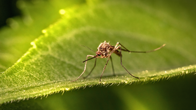 Research out of the University of California, Davis, finds sublethal adverse effects to sturgeon fish exposed to widely used mosquito insecticide.