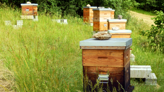 A study finds that the cumulative impact of a pyrethroid insecticide and a fungicide hexaconazole "induced [an] acute synergistic effect" in honey bees.