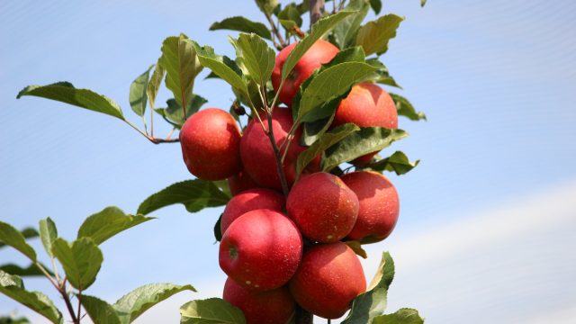 In comparing chemical-intensive apple orchards with nearby pesticide-free areas, insect biodiversity is higher in habitats without pesticides.